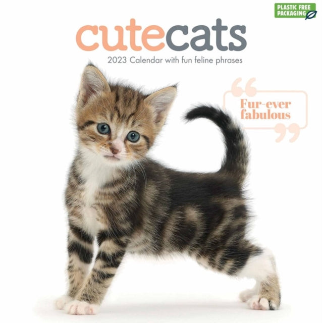 Cute Cats Square Wall Calendar 2023-9781529826173