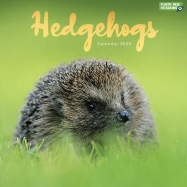 Hedgehogs Square Wall Calendar 2023-9781529826296