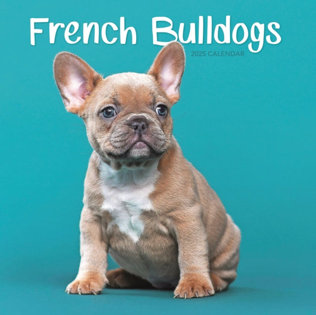French Bulldogs Square Mini Calendar 2025-9781529844733