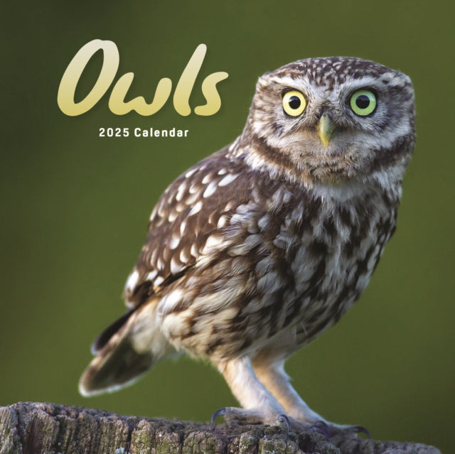Owls Square Mini Calendar 2025-9781529844801