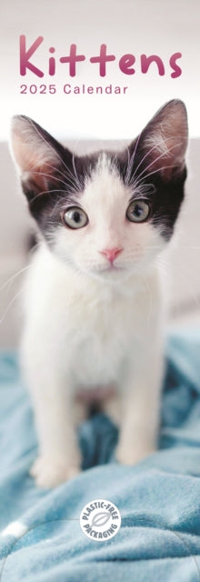 Kittens Slim Calendar 2025-9781529844955