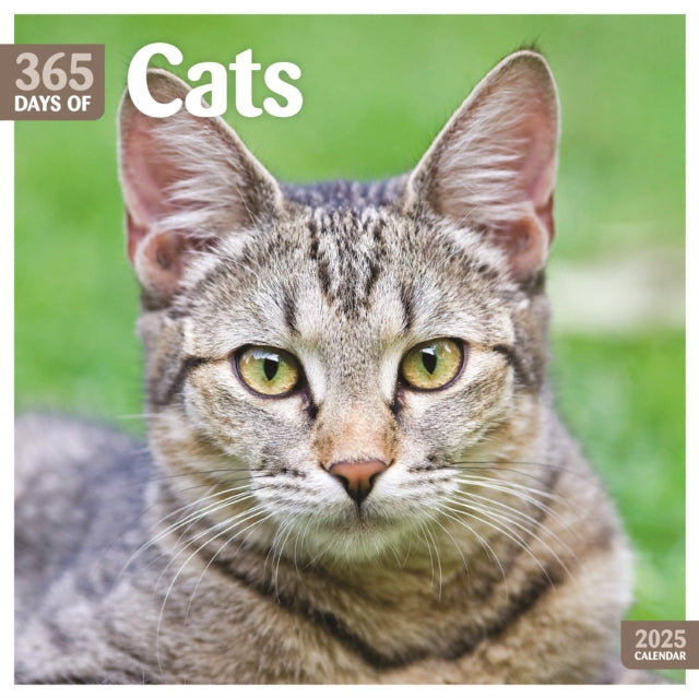 Cats 365 Days Square Wall Calendar 2025-9781529845112