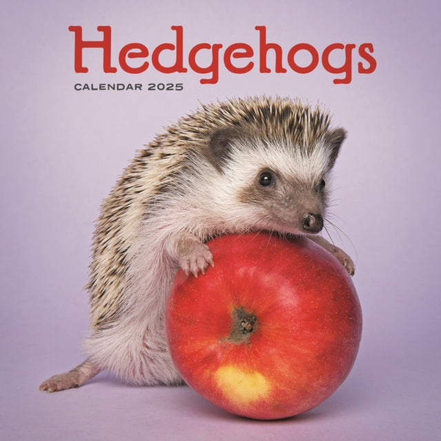 Hedgehogs Square Wall Calendar 2025-9781529845167