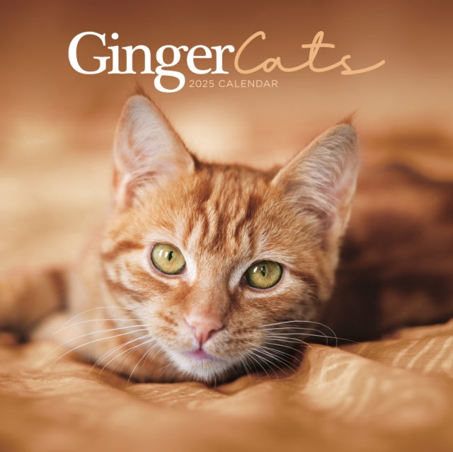 Ginger Cats Square Wall Calendar 2025-9781529845334