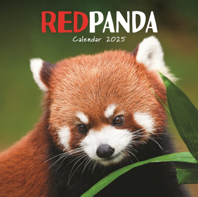 Red Pandas Square Wall Calendar 2025-9781529845365
