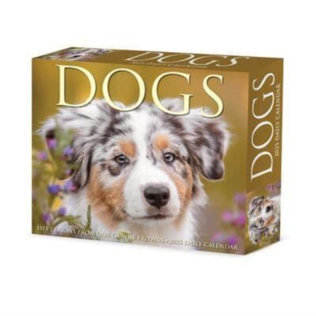 Dogs 2025 6.2 X 5.4 Box Calendar-9781549240812