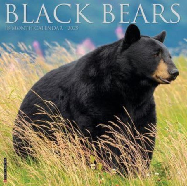 Black Bears 2025 12 X 12 Wall Calendar-9781549241826