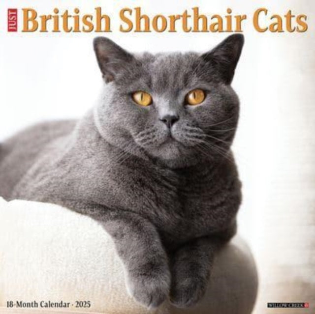 British Shorthair Cats 2025 12 X 12 Wall Calendar-9781549241956