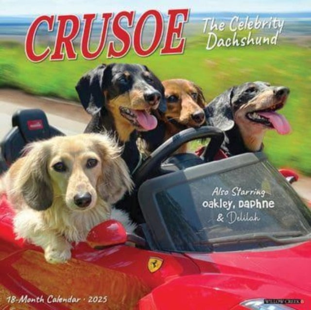 Crusoe the Celebrity Dachshund 2025 12 X 12 Wall Calendar-9781549242632