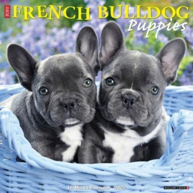 Just French Bulldog Puppies 2025 12 X 12 Wall Calendar-9781549242946