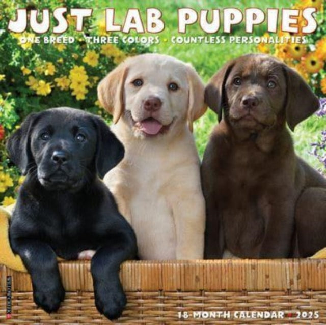 Just Lab Puppies 2025 12 X 12 Wall Calendar-9781549243653