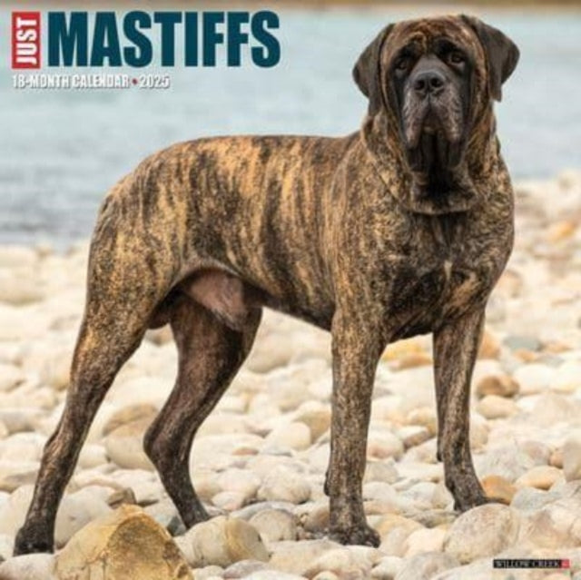 Just Mastiffs 2025 12 X 12 Wall Calendar-9781549243851