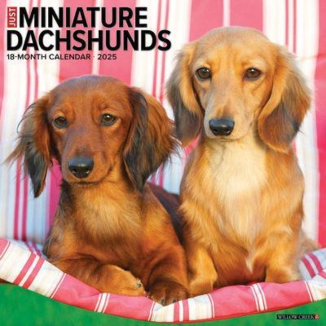 Just Miniature Dachshunds 2025 12 X 12 Wall Calendar-9781549243912