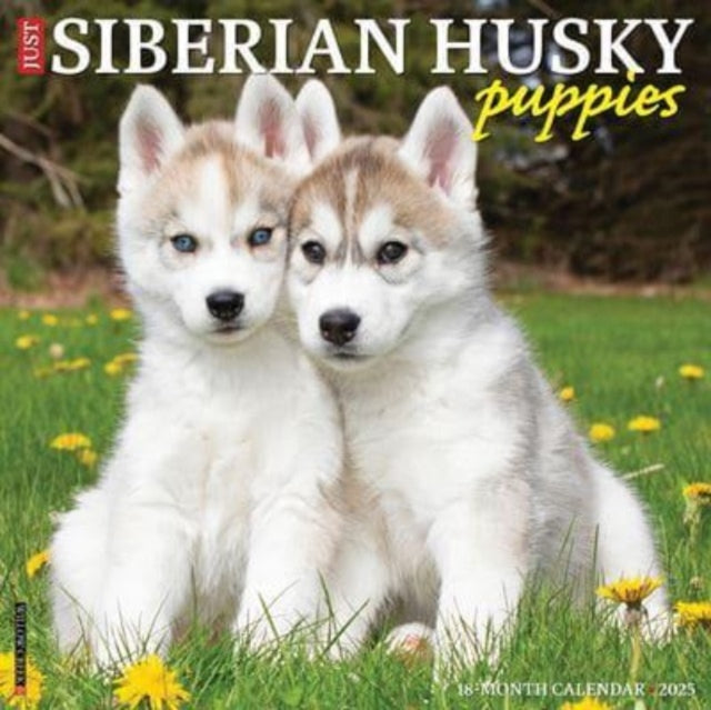 Just Siberian Husky Puppies 2025 12 X 12 Wall Calendar-9781549244902