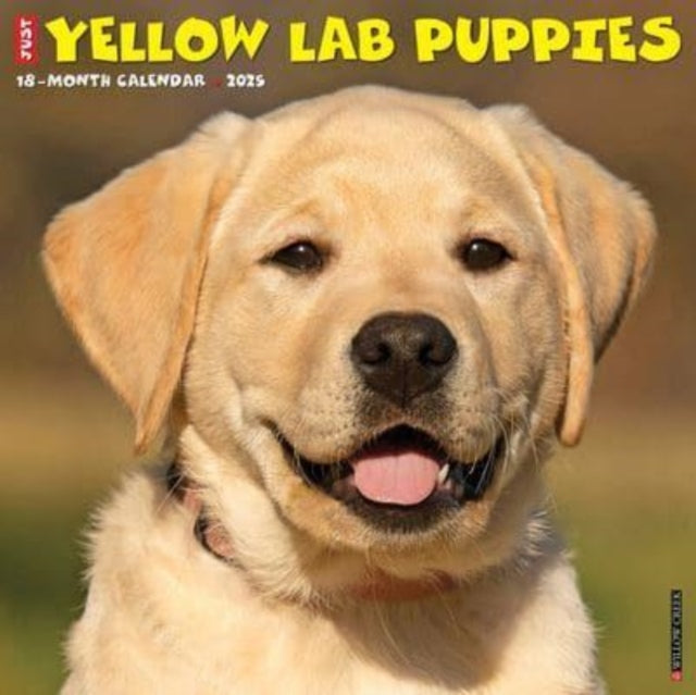 Just Yellow Lab Puppies 2025 12 X 12 Wall Calendar-9781549245527