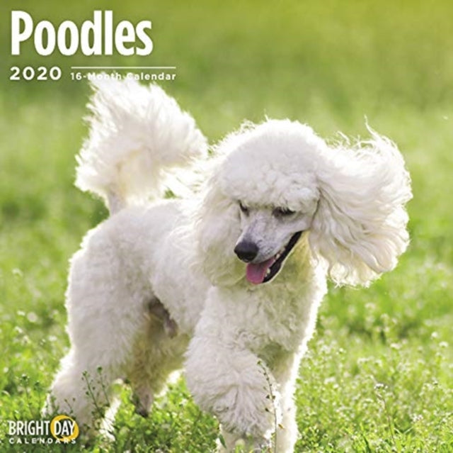 POODLES WALL CALENDAR 2020-9781684601905
