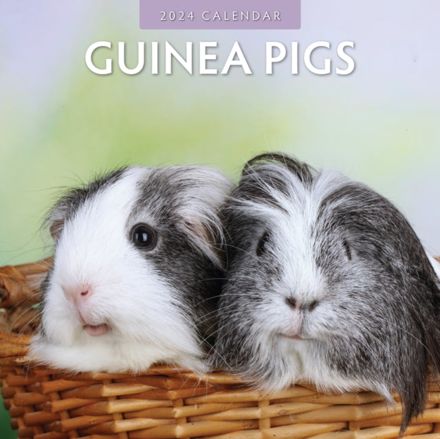 Guinea Pigs 2024 Square Wall Calendar-9781804421291