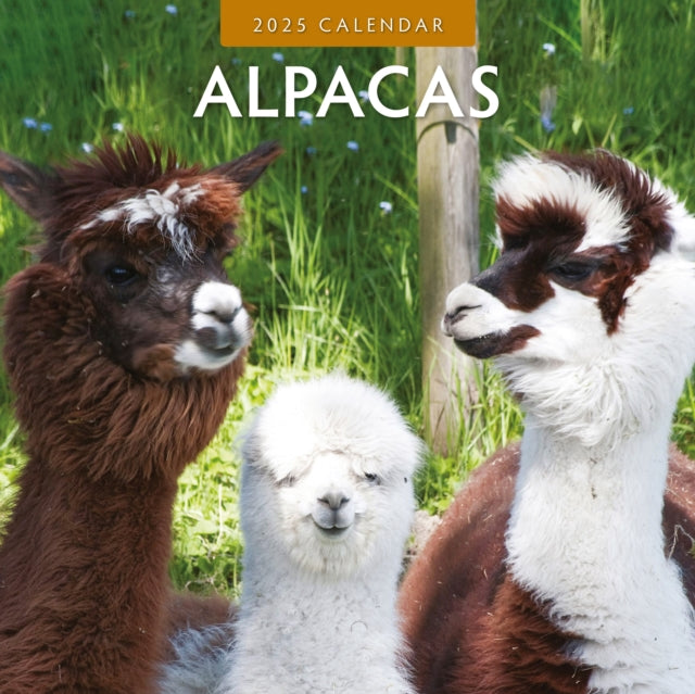 Alpacas 2025 Square Wall Calendar-9781804423684