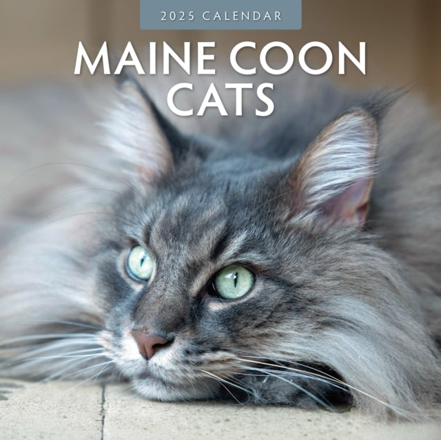 Maine Coon Cats 2025 Square Wall Calendar-9781804423974
