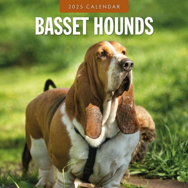 Basset Hounds 2025 Square Wall Calendar-9781804424230