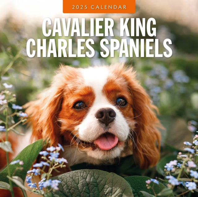Cavalier King Charles Spaniel 2025 Square Wall Calendar-9781804424445
