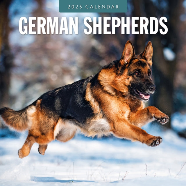 German Shepherds 2025 Square Wall Calendar-9781804424674