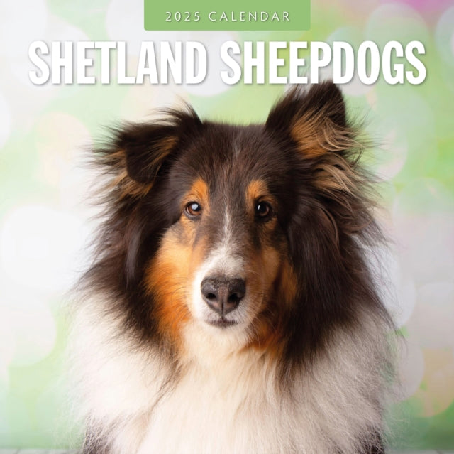 Shetland Sheepdogs 2025 Square Wall Calendar-9781804425091