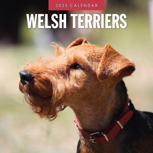 Welsh Terriers 2025 Square Wall Calendar-9781804425213
