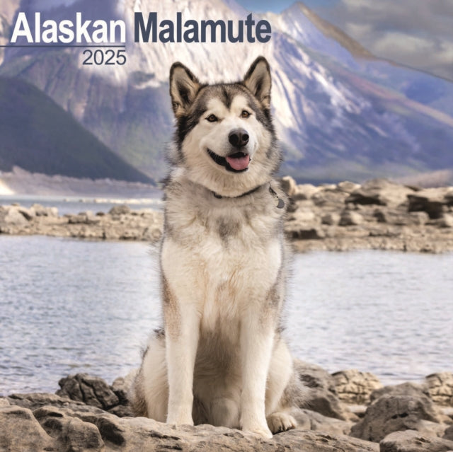 Alaskan Malamute Square Wall Calendar 2025-9781804603048