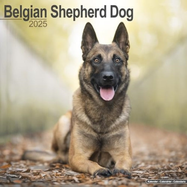 Belgian Shepherd Dog Calendar 2025 Square Dog Breed Wall Calendar - 16 Month-9781804603130