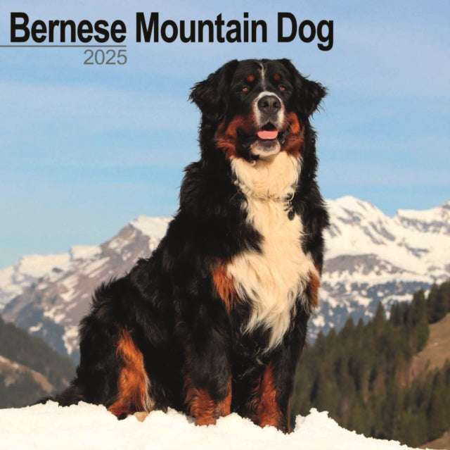 Bernese Mountain Dog Square Wall Calendar 2025-9781804603147