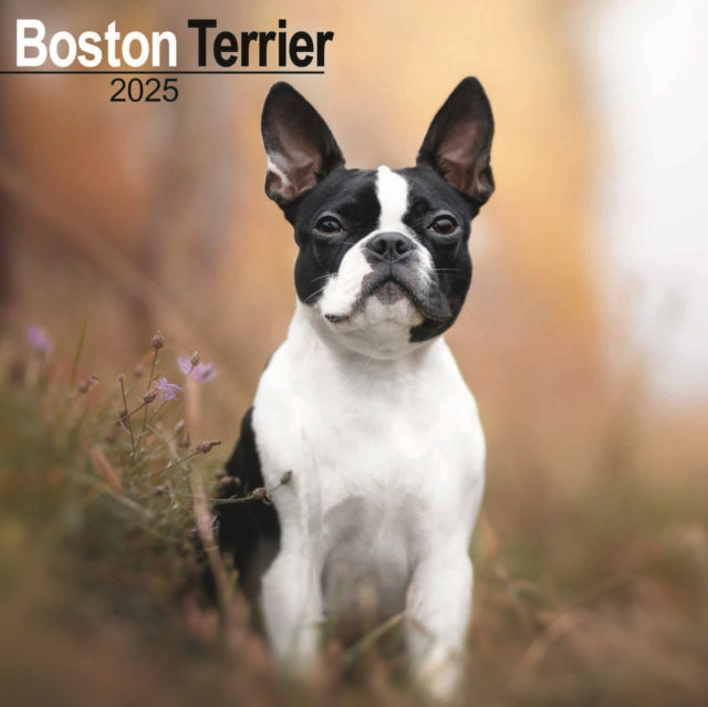 Boston Terrier Square Wall Calendar 2025-9781804603192