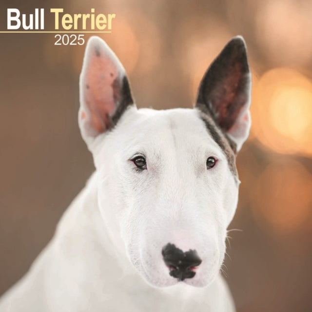 Bull Terrier Square Wall Calendar 2025-9781804603239