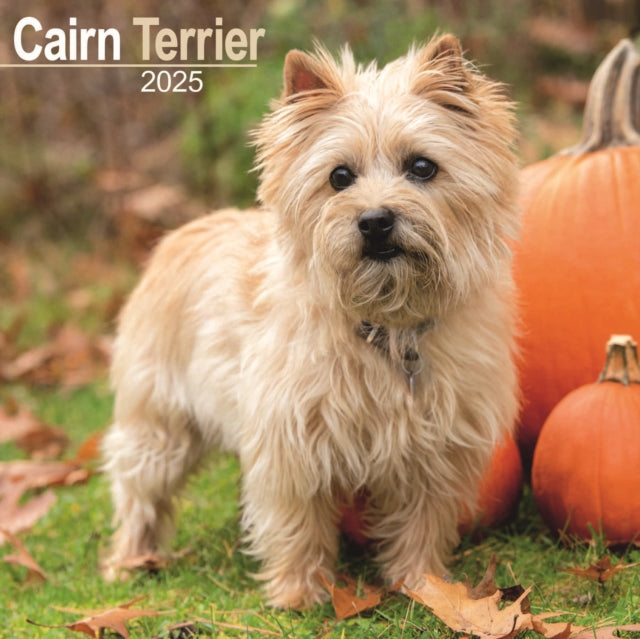 Cairn Terrier Square Wall Calendar 2025-9781804603253