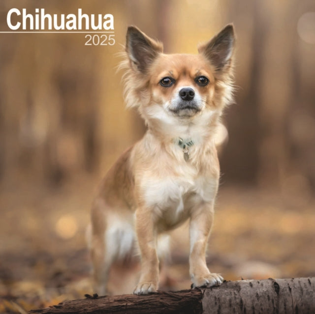 Chihuahua Square Wall Calendar 2025-9781804603284