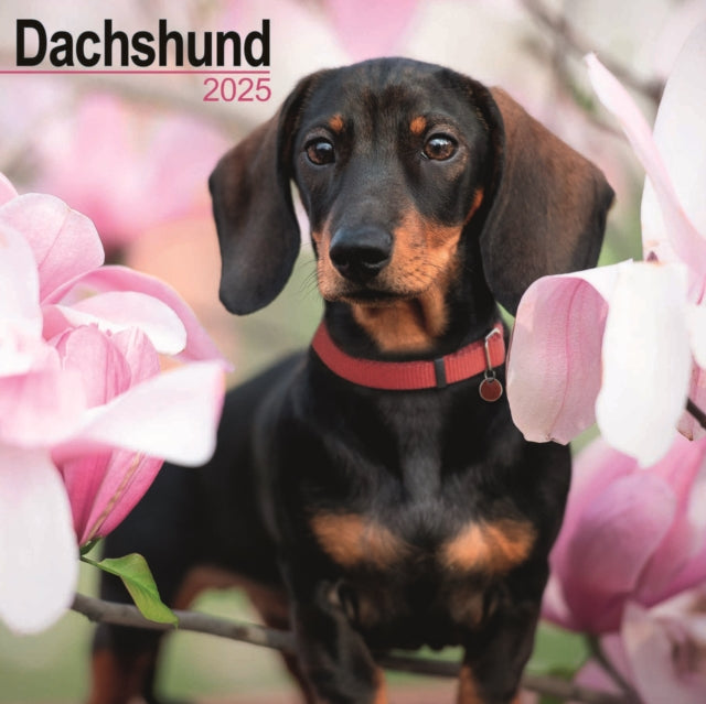 Dachshund Square Wall Calendar 2025-9781804603338