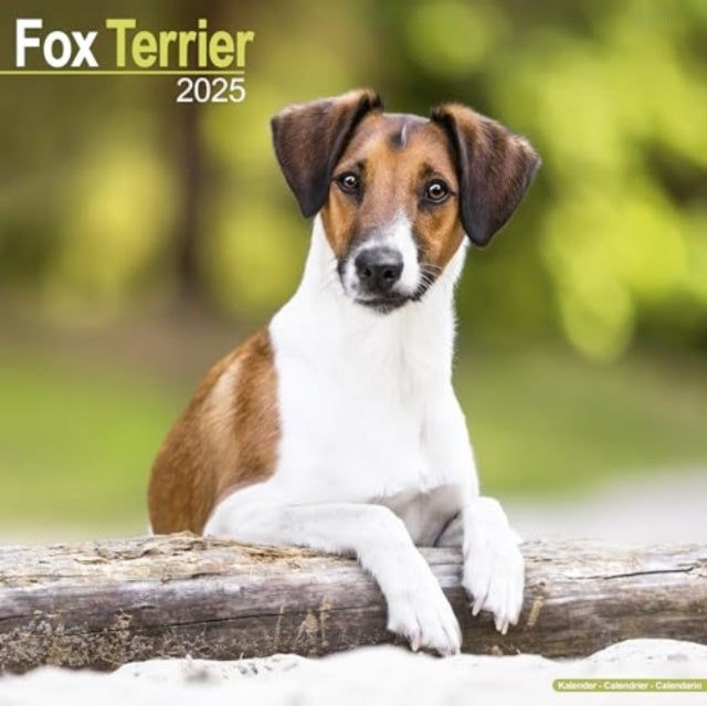 Fox Terrier Calendar 2025 Square Dog Breed Wall Calendar - 16 Month-9781804603444