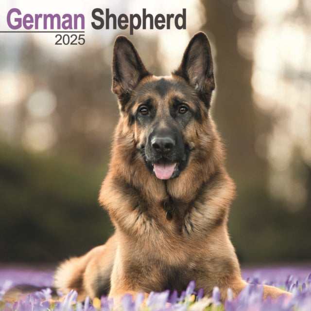 German Shepherd Square Wall Calendar 2025-9781804603475