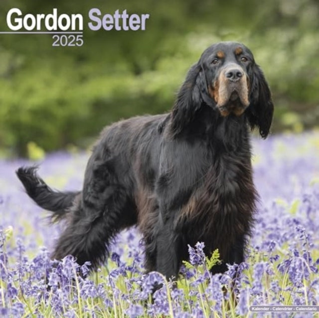 Gordon Setter Calendar 2025 Square Dog Breed Wall Calendar - 16 Month-9781804603505