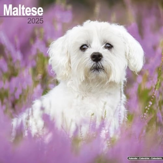 Maltese Calendar 2025 Square Dog Breed Wall Calendar - 16 Month-9781804603673