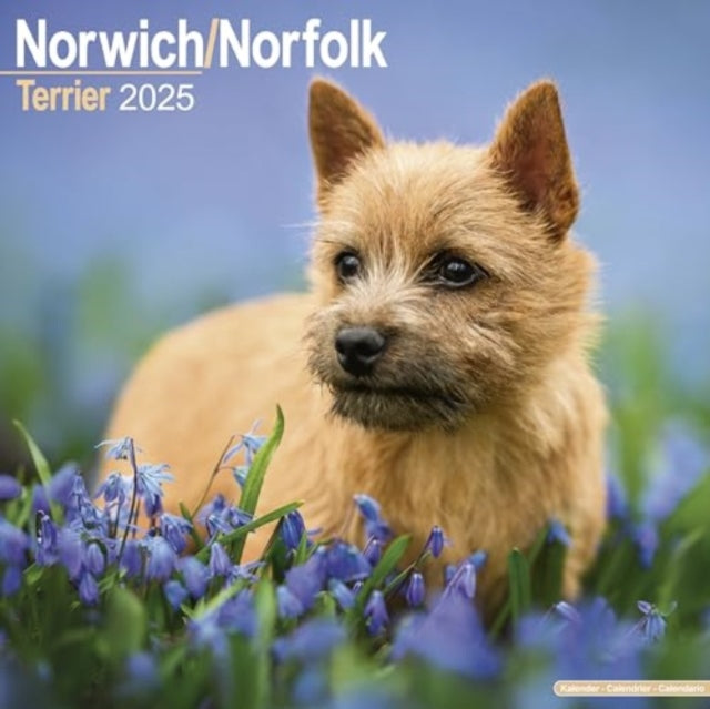 Norwich/Norfolk Terrier Calendar 2025 Square Dog Breed Wall Calendar - 16 Month-9781804603703