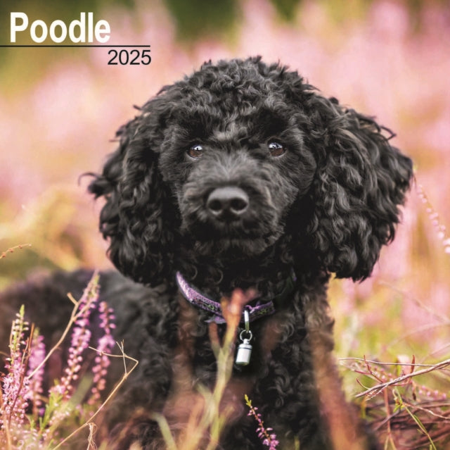 Poodle Square Wall Calendar 2025-9781804603772