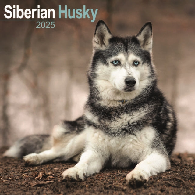 Siberian Husky Square Wall Calendar 2025-9781804603925