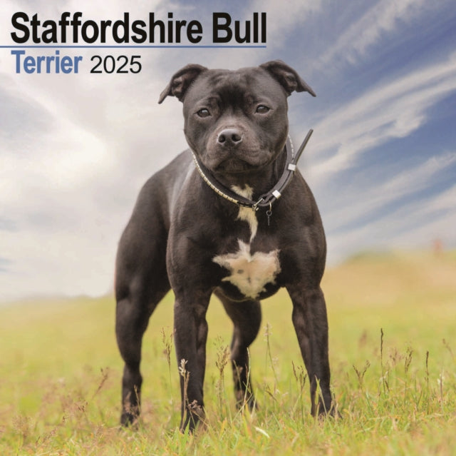 Staffordshire Bull Terrier Square Wall Calendar 2025-9781804603932