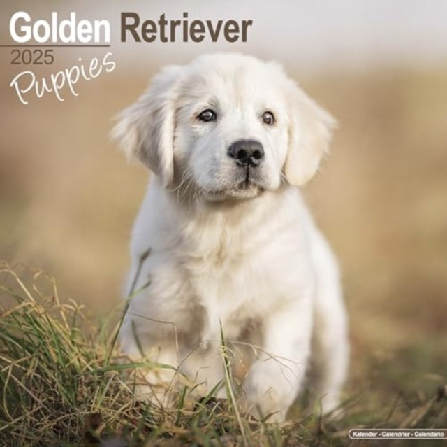 Golden Retriever Puppies Calendar 2025 Square Dog Puppy Breed Wall Calendar - 16 Month-9781804604069