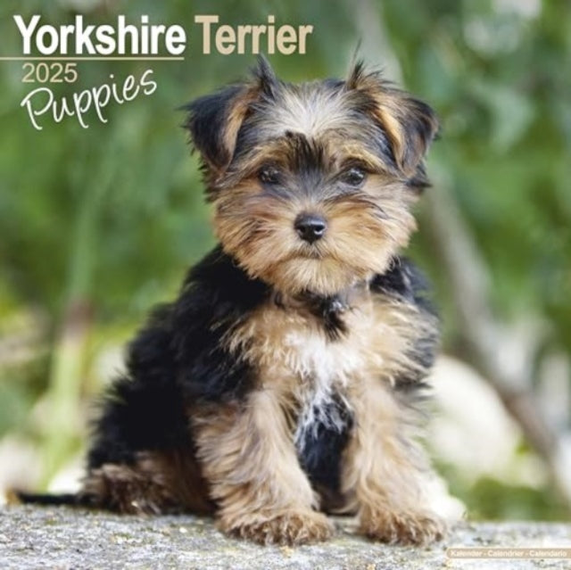 Yorkshire Terrier Puppies Calendar 2025 Square Dog Puppy Breed Wall Calendar - 16 Month-9781804604113