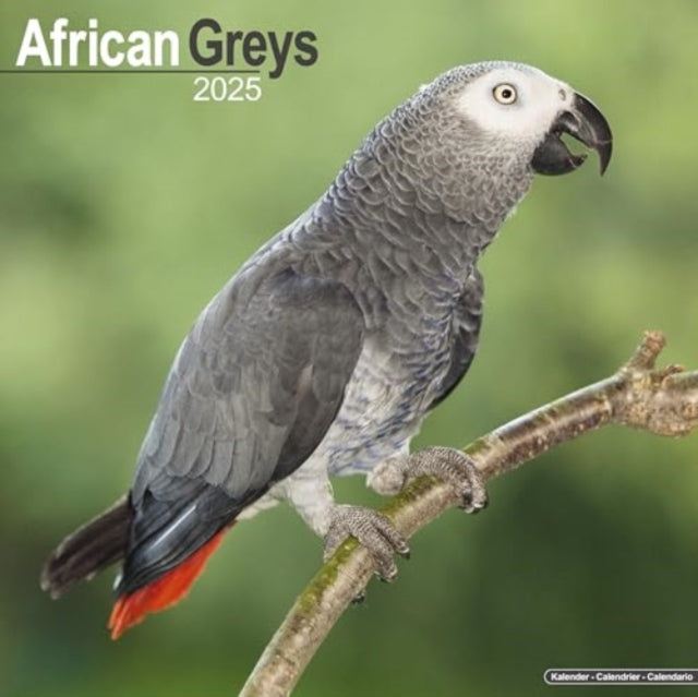 African Greys Calendar 2025 Square Bird Wall Calendar - 16 Month-9781804604120
