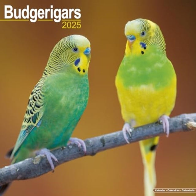 Budgerigars Calendar 2025 Square Bird Wall Calendar - 16 Month-9781804604137
