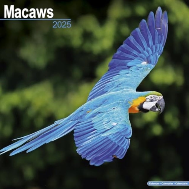 Macaws Calendar 2025 Square Bird Wall Calendar - 16 Month-9781804604151