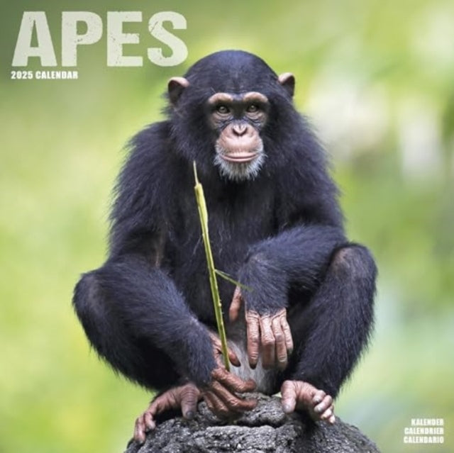 Apes Calendar 2025 Square Animal Wall Calendar - 16 Month-9781804604182